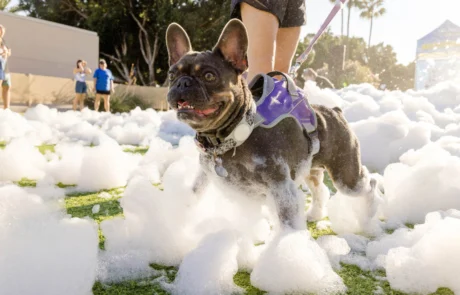 A French Bulldog on a leash walks through thick white foam outdoors, with people in the background on a sunny day. The dog looks alert and happy, surrounded by bubbles on green grass.