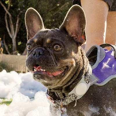 pets-foam-safe A happy French Bulldog wearing a harness stands outdoors near foam, with a person’s legs visible in the background. The dog looks excited and alert, with ears perked up and mouth slightly open.